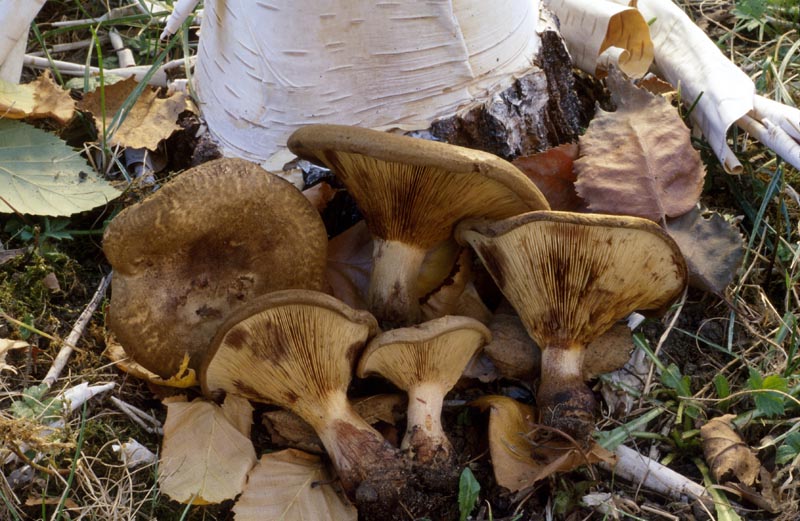 Paxillus involutus